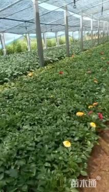 高度20厘米草莓