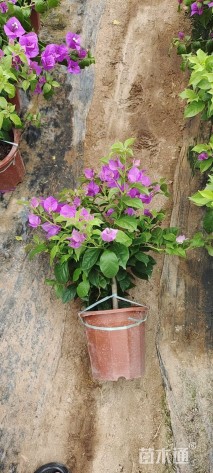 高度40厘米三角梅