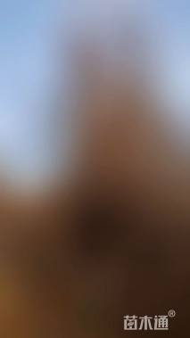 高度780厘米丛生紫叶李