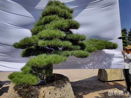 高度250厘米黑松