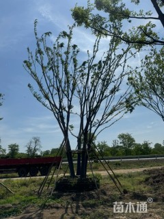 18公分(5杆)丛生朴树