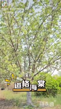 15公分道格海棠