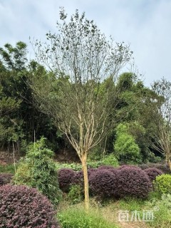 高度3500厘米大红紫薇