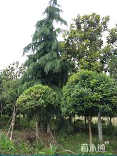 高度1000厘米雪松