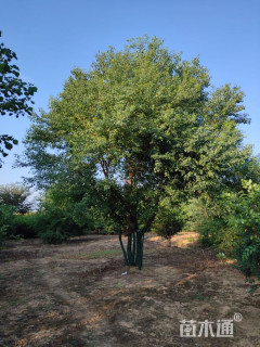 60公分丛生乌桕