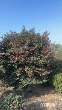 高度300厘米造型茶梅