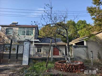 高度600厘米蜡梅