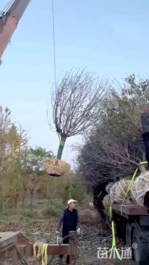 14公分高杆染井吉野樱