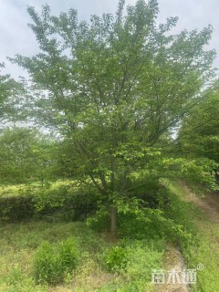 18公分染井吉野樱