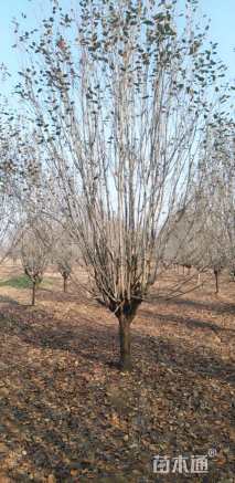 12公分西府海棠