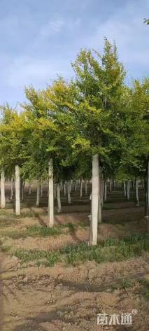 8公分榆树
