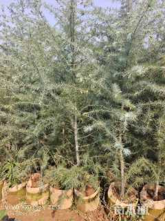 高度60厘米雪松