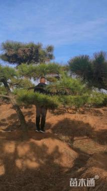 15公分造型黑松