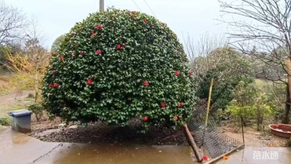 高度400厘米茶花