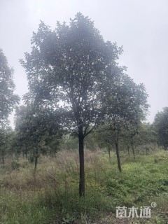 15公分大叶女贞