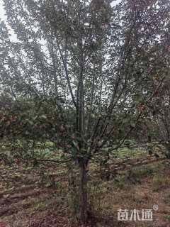 20公分绚丽海棠