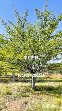 18公分染井吉野樱