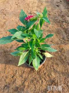 高度20厘米五星花