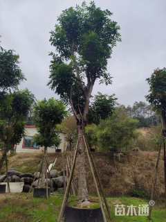 20公分桃花心木