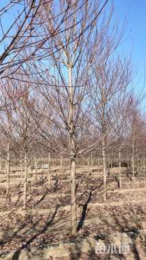 12公分美国红枫