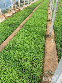 高度15厘米三叶草