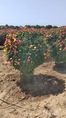 高度80厘米月季