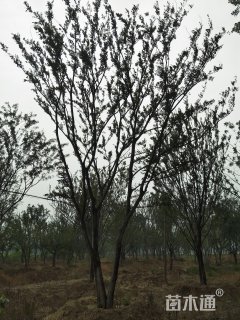 120公分丛生朴树