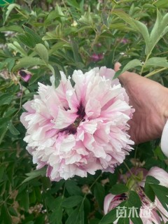 高度250厘米牡丹