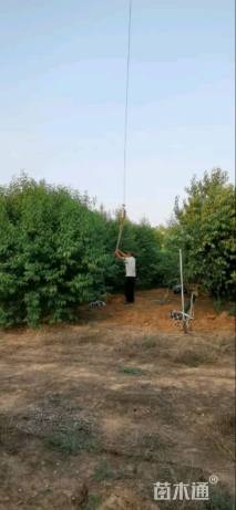 12公分菊花碧桃