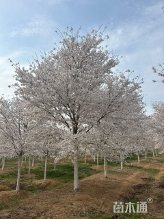 20公分高杆染井吉野樱