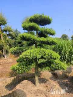移栽苗造型罗汉松