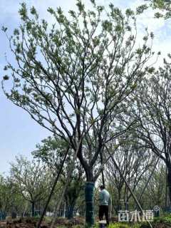 32公分朴树