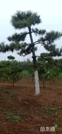 12公分造型油松