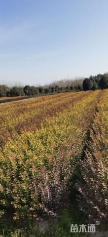 高度70厘米金叶女贞