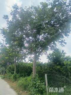 20公分栾树
