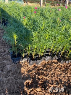 高度18厘米波斯菊