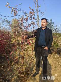 高度200厘米红瑞木