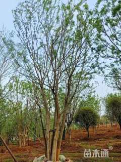 60公分(5杆)丛生朴树