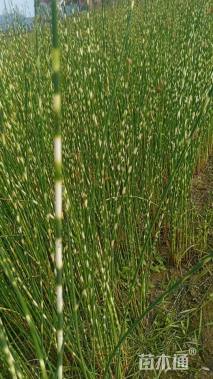 高度100厘米花叶水葱