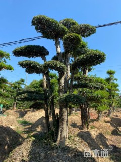 20公分造型榆树