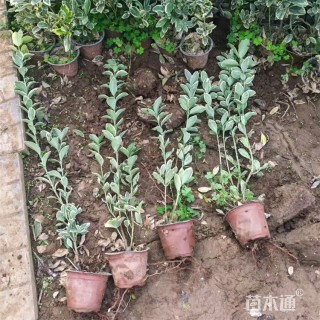 高度65厘米金边黄杨