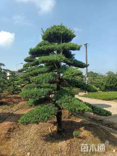 移栽苗造型罗汉松