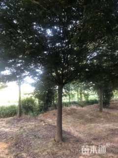 40公分丛生榉树