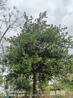 高度300厘米虎刺