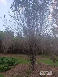 15公分西府海棠