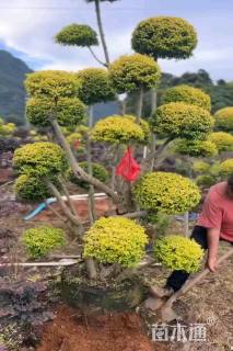 4公分造型川滇小蜡