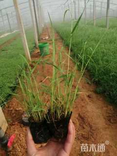 高度30厘米芦苇