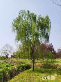 18公分垂柳