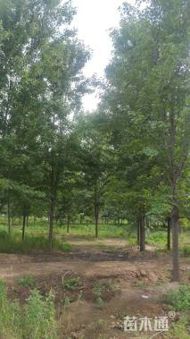 18公分美国红枫-红点