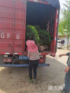 高度100厘米洒金柏